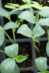 seedlings of cucumbers, tomatoes, peppers and watermelons