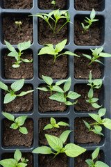 seedlings of cucumbers, tomatoes, peppers and watermelons