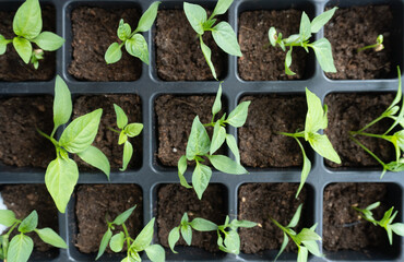 seedlings of cucumbers, tomatoes, peppers and watermelons