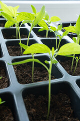 seedlings of cucumbers, tomatoes, peppers and watermelons