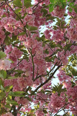 Grappe de cerisier fleur