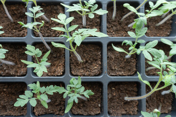 seedlings of cucumbers, tomatoes, peppers and watermelons