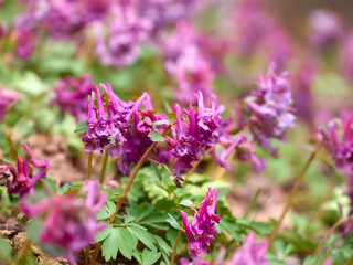 Purple corydalis flowers in forest on early spring