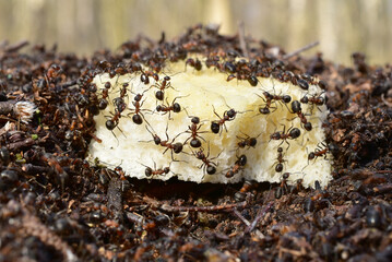 Ants are actively crawling in different directions on a white roll lying on an anthill.