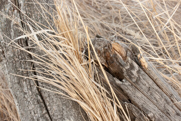 Old wooden post among dry yellow grass