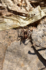 A small spider is resting on dry leaves on the ground. High quality photo