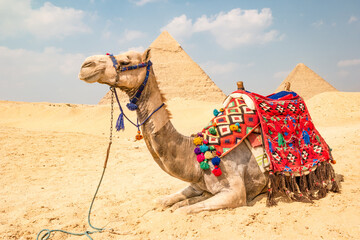 Camel in front of the pyramids in Giza, Egypt