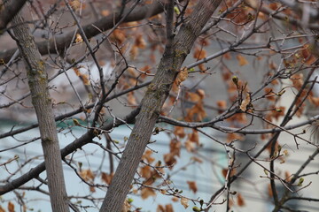 tree in winter