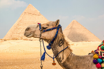 Camel in front of the pyramids in Giza, Egypt - 426740813