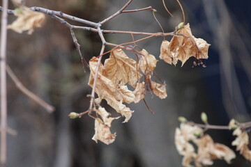frost on the tree