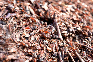 Close-up of an ant on an anthill.