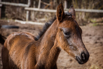 A foal is standing on the farm on a bright sunny day.
