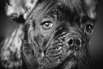 Abwaschbare Fototapete Französische Bulldogge Schließen Sie herauf Porträt des jungen schwarzen Hundewelpen der französischen Bulldogge. Lustiges Hundebaby mit schöner schwarzer Schnauze mustert Bulldoggen-Hündchen. Entzückender trauriger Bulldoggen-Welpe. Schwarz-Weiß-Farbfoto
