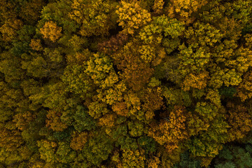 autumn deciduous forest from a bird's eye view, autumn walk in the woods.