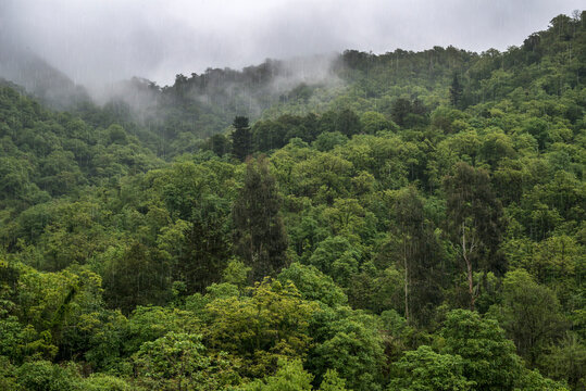 It rains copiously on the vegetation of the mountainous jungle