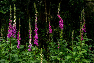 Fototapeta premium Digitalis flowers (Digitalis purpurea)