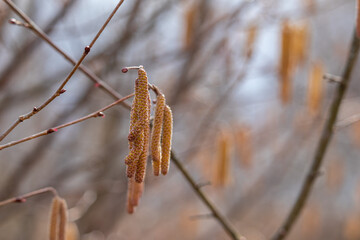 hazel catkins on a tree in the early spring time