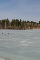 Hawrelak Park in Early Spring