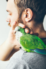 Close-up of little and cute Monk Parakeet. Beard man is gently petting green parrot who is sitting on his shoulder. Natural light photo, lifestyle.
