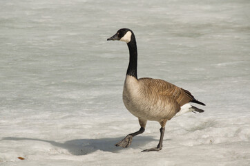 Canada Goose on the Ice