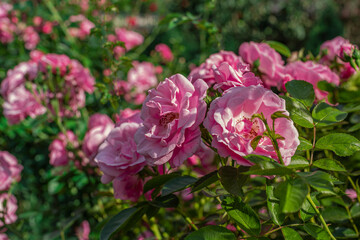 Pink roses on a flowering bush. Some flowers in blur.