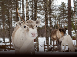 Small cute reindeer in Lapland, Finland © Romi
