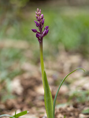 Early purple orchid in bud beginning to flower