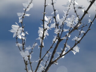 Bare twigs covered with soft rime