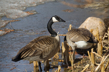 A Pair of Canadian Geese in Water