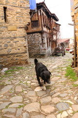 selective focus. A stray dog ​​and village chickens in the historical narrow streets of Bursa's old Cumalıkızık
