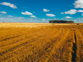 Farm rice field