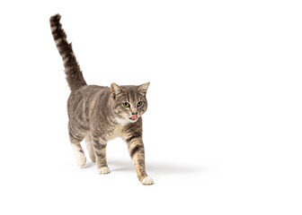 Hungry tabby cat walking forward tongue out