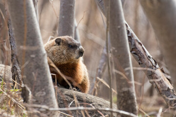 groundhog (Marmota monax), also known as a woodchuck
