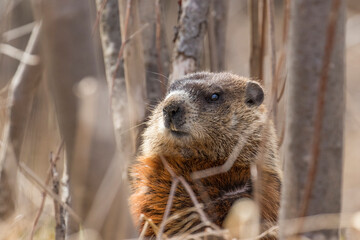 groundhog (Marmota monax), also known as a woodchuck