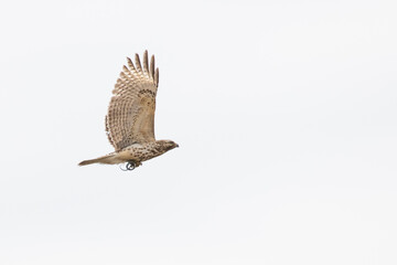 red shouldered hawk (Buteo lineatus) with prey - brown snake or De Kay's snake