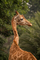 portrait of a giraffe