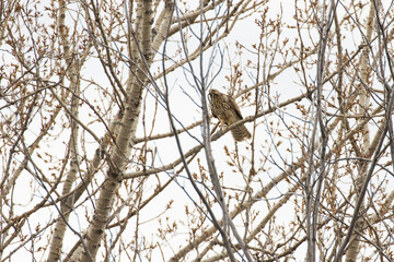 red shouldered hawk (Buteo lineatus) with prey - brown snake or De Kay's snake