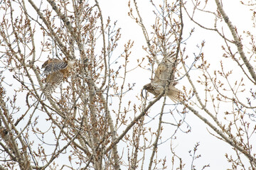 red shouldered hawk (Buteo lineatus) with prey - brown snake or De Kay's snake
