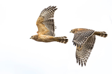 red shouldered hawk (Buteo lineatus) 