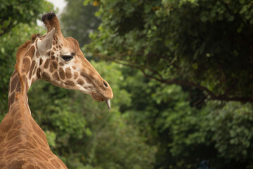 portrait of a giraffe