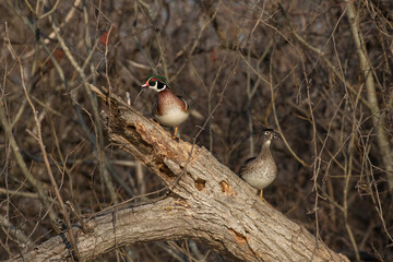  wood duck or Carolina duck (Aix sponsa) in spring