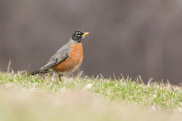 American robin (Turdus migratorius) in spring