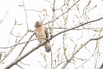 red shouldered hawk (Buteo lineatus) 