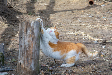 In summer, on the street on a farm, a cat stretches and sharpens its claws on a log ..