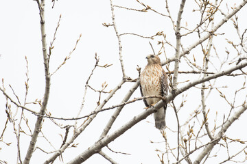 red shouldered hawk (Buteo lineatus) 
