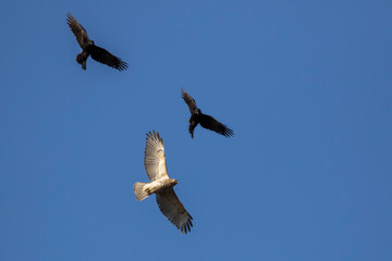 Crows vs red shouldered hawk (Buteo lineatus) 