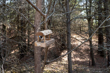Bird feeder in the spring forest