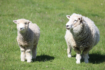 Fototapeta premium Romneyschaf / Romney sheep / Ovis.