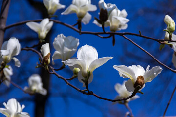 White magnolia flower on a branch.