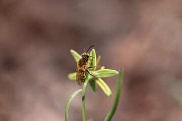 Small bee on a yellow flower blossom in the morning sun.